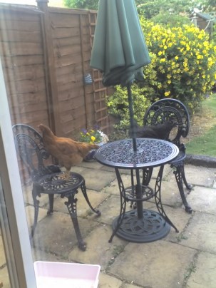 hen night! 15-06-08_1722 - Copy